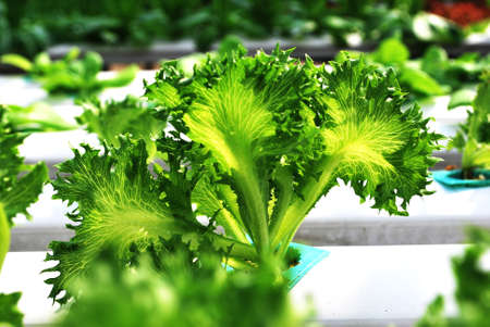 greensの写真素材