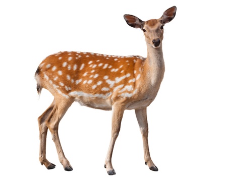 Graceful fallow deer isolated on whiteの写真素材