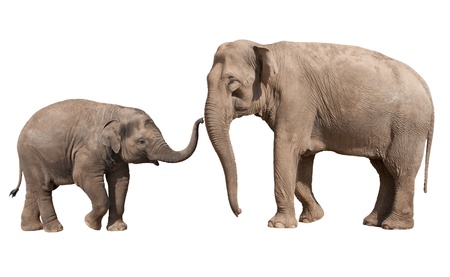 Little Indian elephant calf playing with his mother isolated on whiteの写真素材
