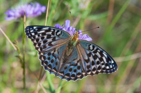 Silver-washed Fritillary (Argynnis paphia), female, form valesinaの写真素材