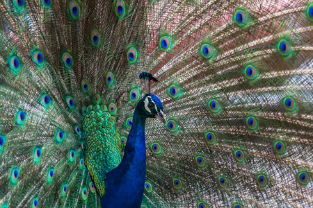Portrait of a peacock, the male of the Indian Peafowl, family Phasianidaeの写真素材
