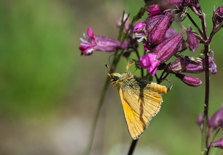 Little orange butterfly sitting on a purple flowerの写真素材
