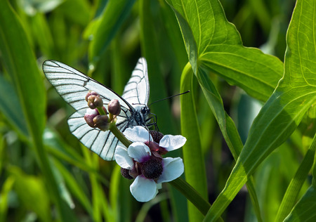 Black-veined White, a large butterfly of the Pieridae family, feeding on a white flowerの写真素材