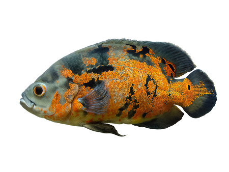 Oscar Fish - South American freshwater fish from the cichlid family, known under a variety of common names including oscar, tiger oscar, velvet cichlid, or marble cichlid, isolated over whiteの写真素材