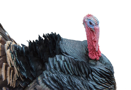 Portrait of turkey, large bird native to the Americas, isolated over whiteの写真素材