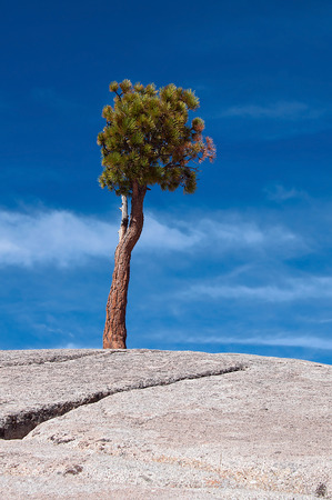 Lone tree on a stone hill at Olmsted Point in Yosemite National Parkの写真素材