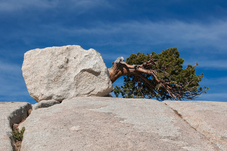 Fallen tree on a stone hill at Olmsted Point in Yosemite National Parkの写真素材