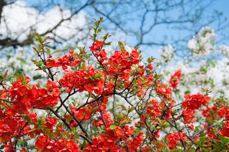Blossoming Chaenomeles (flowering quince, Japanese quince), a genus of spiny shrubs, native to eastern Asia in Japan, China and Koreaの写真素材