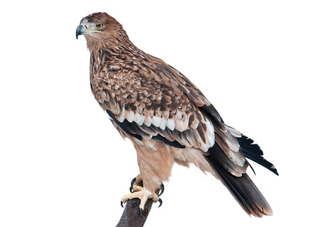 Adult Eastern Imperial Eagle isolated on white