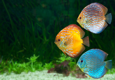 Three bright discus, freshwater fish native to the Amazon River, in aquariumの写真素材