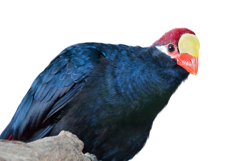 Portrait of a violet turaco with yellow and red beak isolated on whiteの写真素材