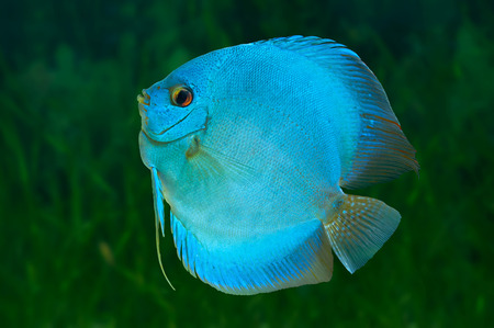 Blue Discus , freshwater fish native to the Amazon River, in aquariumの写真素材
