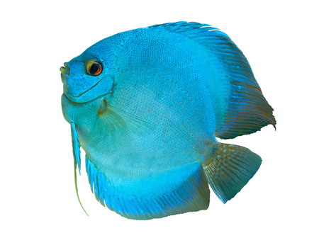 Blue Discus , freshwater fish native to the Amazon River, isolated on whiteの写真素材