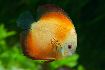 Orange Discus ,  freshwater fish native to the Amazon River, in aquariumの写真素材