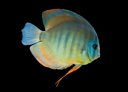 Discus ,  freshwater fish from Amazon River isolated on blackの写真素材