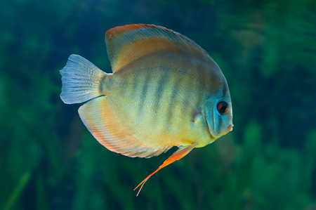 Discus ,  freshwater fish native to the Amazon River, in aquariumの写真素材