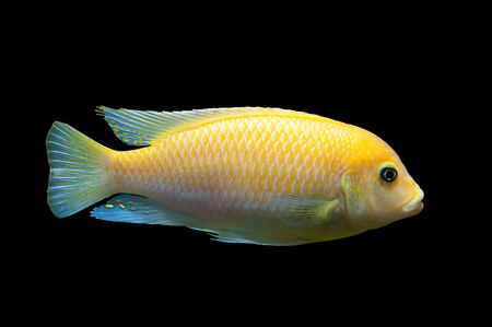 Bright yellow African fish Maylandia Zebra from Malawi lake isolated on black