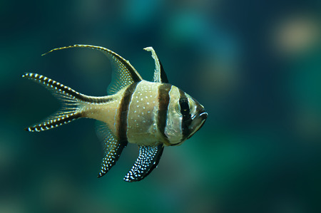 Small tropical fish Banggai cardinalfish underwaterの写真素材