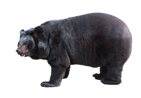 Standing Asiatic Black Bear (Tibetan black bear, Himalayan black bear, moon bear) isolated on whiteの写真素材
