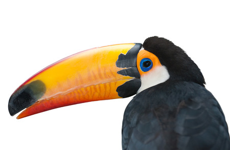 Portrait of a toucan with a huge yellow beak isolated on whiteの写真素材