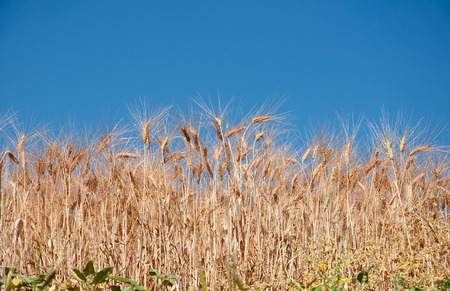 Heavy crop of wheat under the blue skyの写真素材