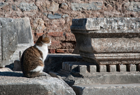 A cat watching a sunset in an antique townの写真素材