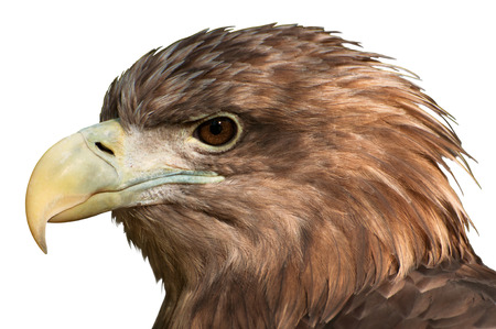 Close-Up of a golden eagleâ€™s head isolated on white