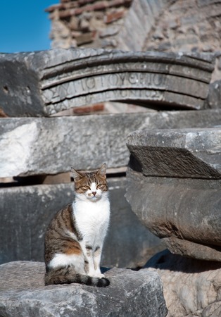 A cat watching a sunset in an antique townの写真素材