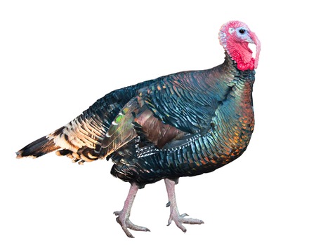 Walking colourful turkey isolated on whiteの写真素材