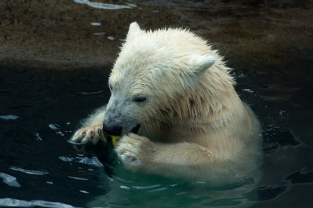 Polar bear cub eating an apple in the waterの写真素材