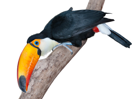 Funny toucan with a huge yellow beak on a twig looking very curiously isolated on whiteの写真素材