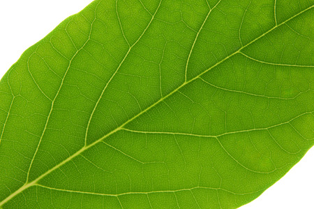 Macro shot of a big green avocado leaf isolated on whiteの写真素材