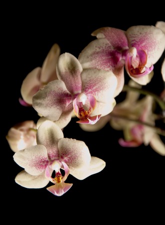 Cream-coloured spotted orchid isolated on blackの写真素材