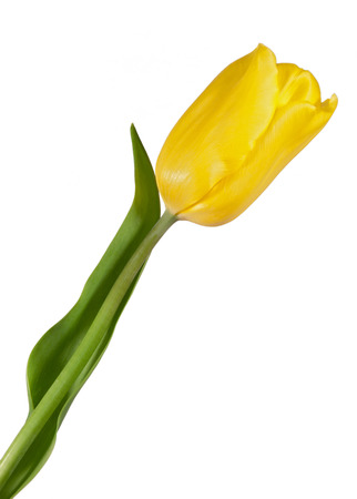 Single yellow tulip isolated on whiteの写真素材