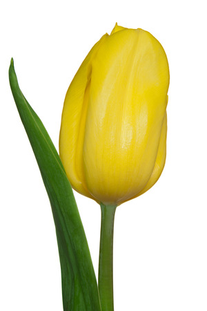 Single yellow tulip isolated on whiteの写真素材