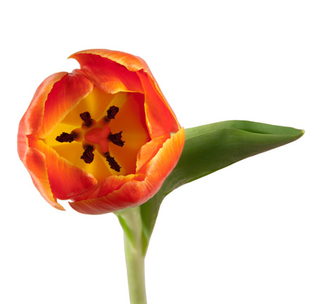 Single red tulip isolated on whiteの写真素材