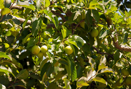 Abstract  background of apple tree leaves and green applesの写真素材
