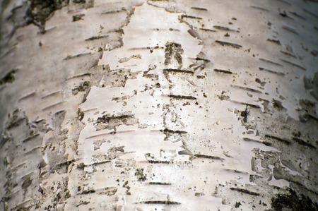 Abstract background of white birch barkの写真素材