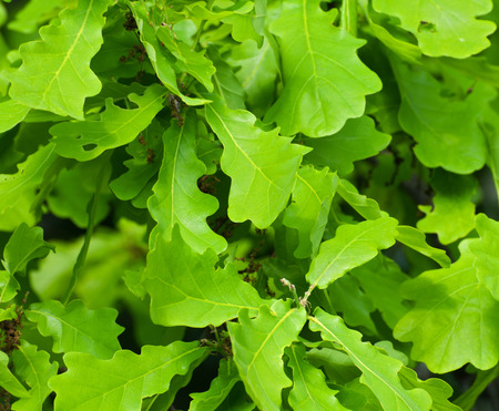 Abstract background from young green oak leavesの写真素材