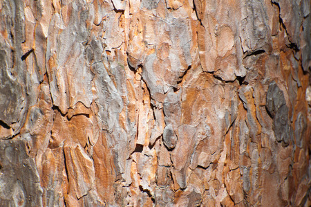Abstract  background of sunlit brown pine barkの写真素材