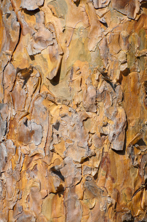 Abstract  background of sunlit brown pine barkの写真素材