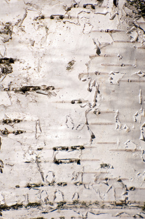 Abstract background of white birch barkの写真素材