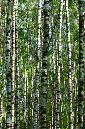 Abstract  background of nice white birch trunksの写真素材