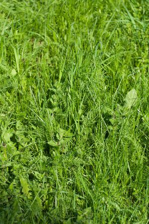 Abstract  background of young green grass in the forestの写真素材