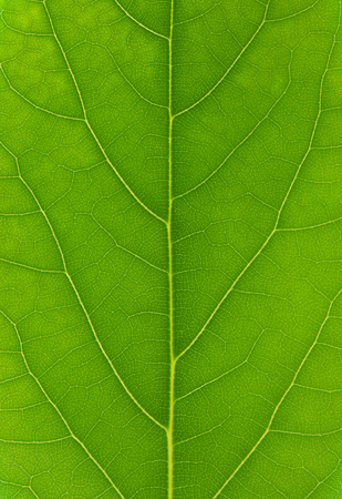 Macro shot of a huge green avocado leafの写真素材