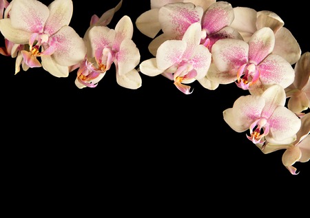 Cream-coloured orchid isolated on blackの写真素材