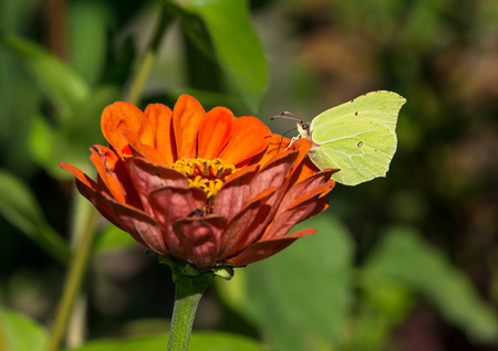 Yellow butterfly, Common brimstone sitting on orange zinnia elegansの写真素材