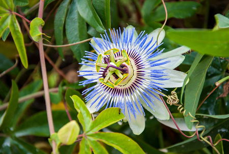 Passiflora flower, one of about 500 species of flowering plants, the type genus of the family Passifloraceae, known also as the passion flowers or passion vines.の写真素材