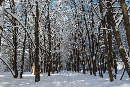 Ski tracks in deep snow in the park alleyの写真素材