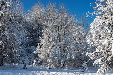 Trees in the park on sunny day after heavy snowfallの写真素材